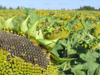 Sonnenblumen