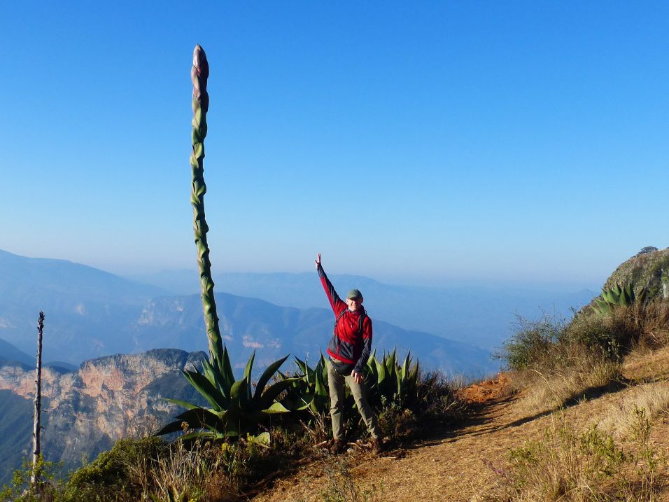 Maguey