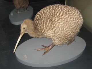 Kiwi