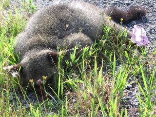 Possum