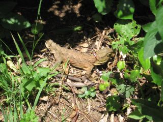 Karori Wildlife Sanctuary, Tuatara