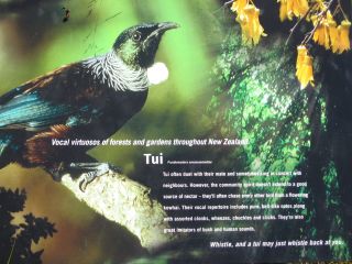 Karori Wildlife Sanctuary, Tui