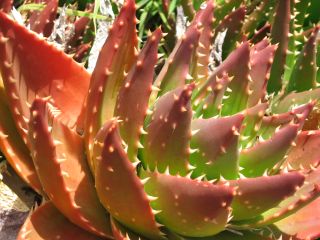 Botanischer Garten Wellington