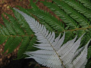 Silberfarn, Botanischer Garten Wellington