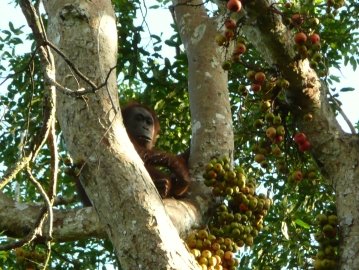 Orang eating