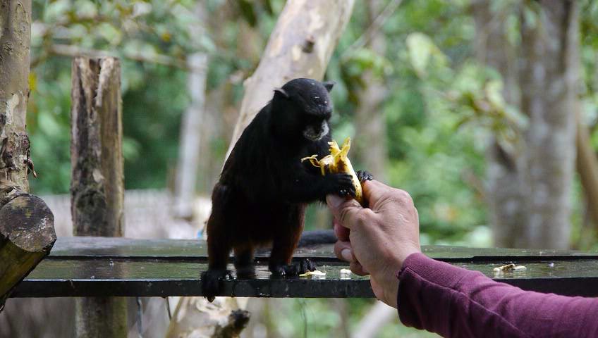 bananina sabrosa